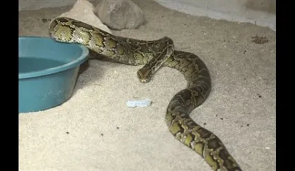Harika'nın Pitonları Geldi