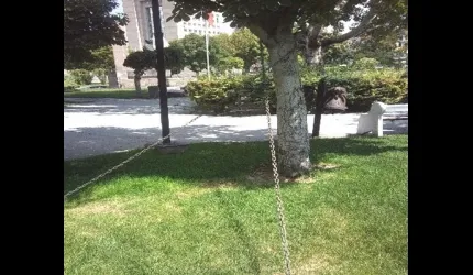 Mimar Sinan Parkı'ndaki Zincirli Ağaç