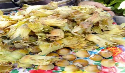 Erciyes Dağı´nın eteklerinde fındık yetiştirildi