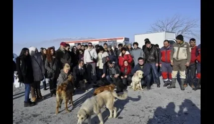 Belediye Sokak Köpeklerine Sahip Çıktı