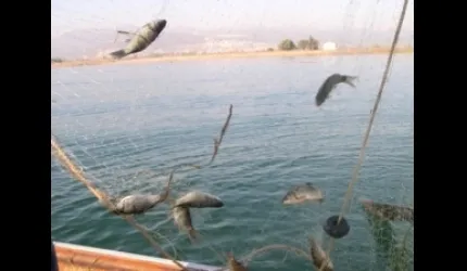 SU ÜRÜNLERİNDE AV YASAĞI BAŞLADI