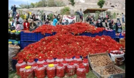 Melikgazi'de, ceviz ve gilaboru şenliği düzenliyor