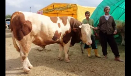 1 ton 206 kiloluk boğa 8 bin 500 liradan satışa sunuldu