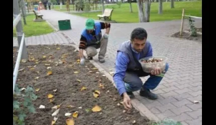 Kocasinan'da 50 bin lale soğanı toprakla buluştu
