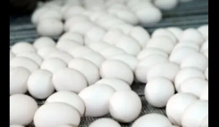 Bu Yıl 500 Milyon Dolarlık Yumurta İhracı Hedefleniyor